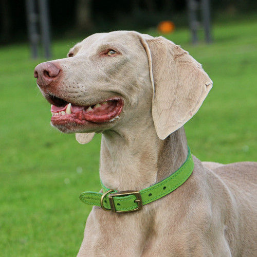Dog collar lead leather - or,