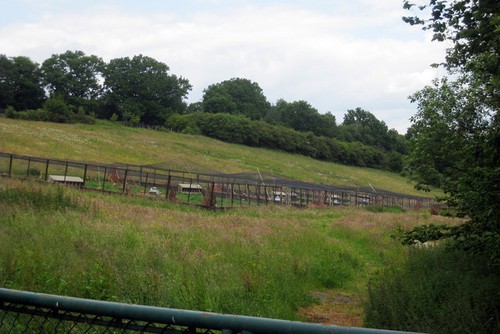 Photo 6x4 pheasant rearing - 6x4,