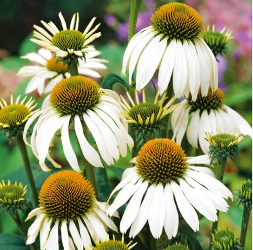 Echinacea white swan - ,