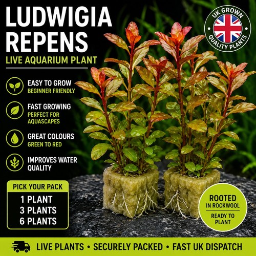 Ludwigia repens live - ludwigia,