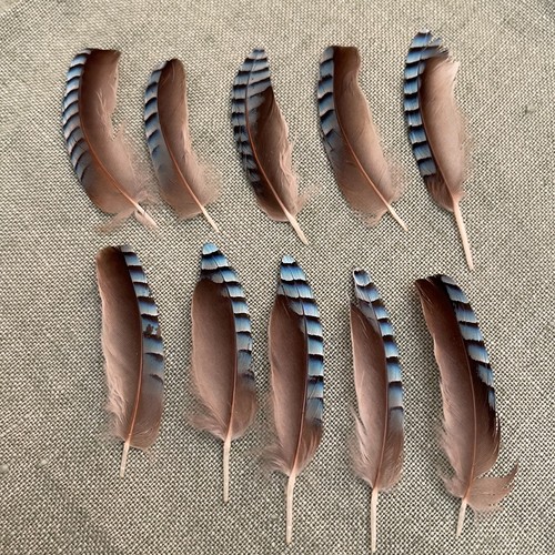 Blue jay feathers for - jay,