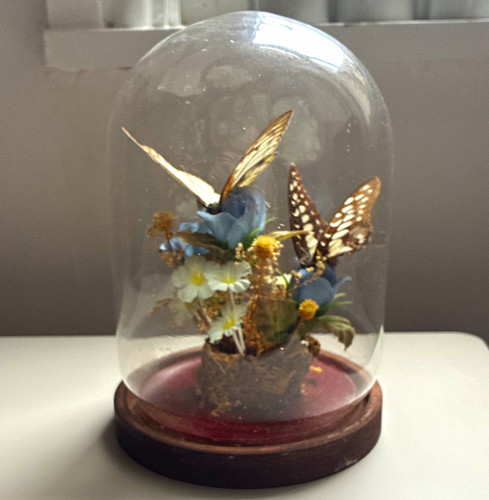 Mounted butterfly taxidermy - butterfly,