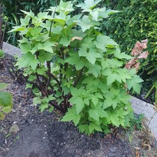Ribena Blackcurrant Plant