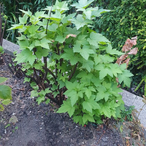 Ribena blackcurrant plant - ribena,