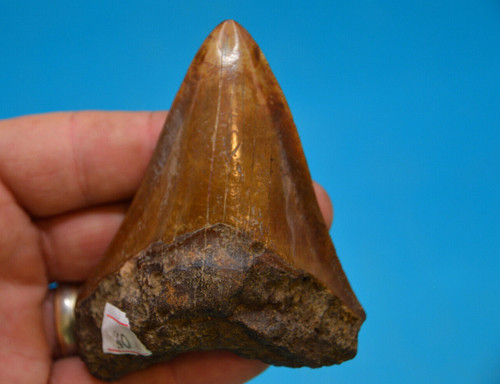 Beautiful megalodon shark - beautiful,