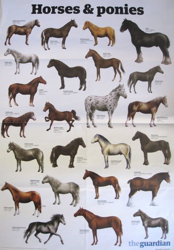 The guardian wall chart - wall,