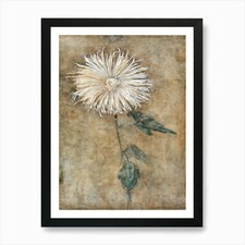 Chrysanthemum Art Print Framed
