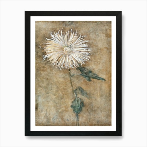 Chrysanthemum art print - chrysanthemum,