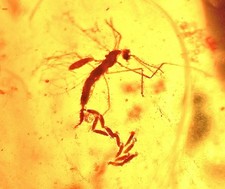 MOSQUITO LAYING EGGS 🦟99MYO