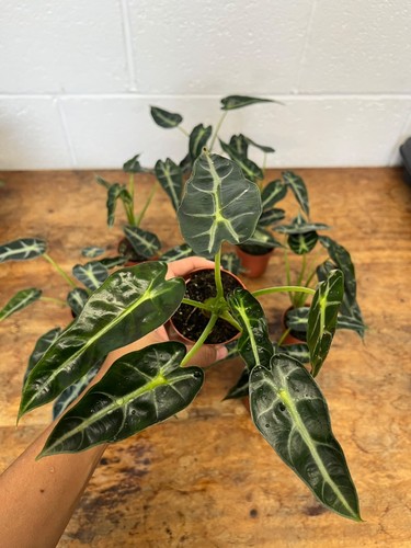 Alocasia bambino plant - plant, |