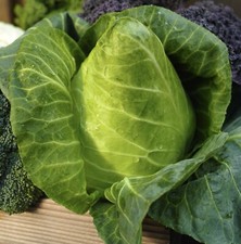 Cabbage Greyhound Seeds x 700