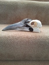 Taxidermy skeleton bones bird voodoo tattoo SKULL SOUTHERN GROUND HORNBILL