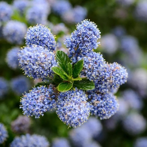 9cm hardy california - hardy, lilac