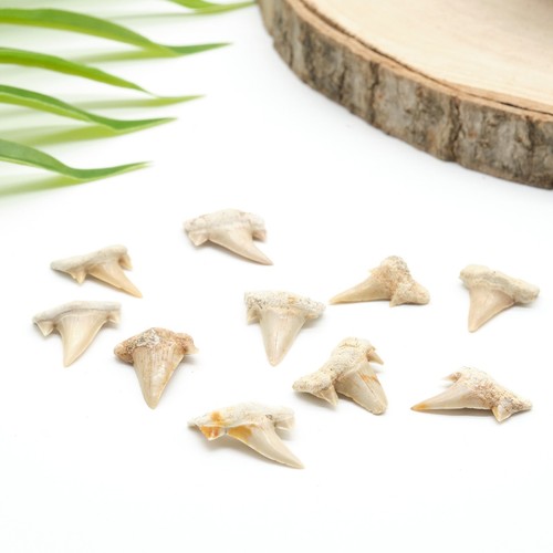 Genuine otodus shark tooth - genuine,