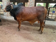 Vintage Large Ceramic English Hereford Bull Butchers Shop Display By Melba Ware