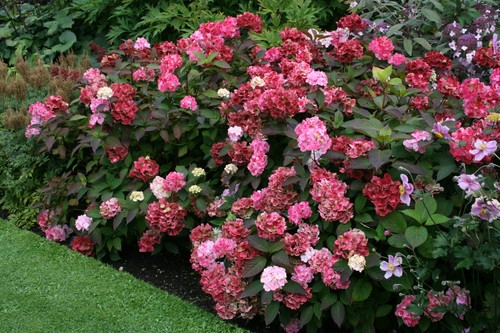 Hydrangea serrata preziosa - hydrangea,