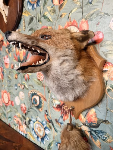 Taxidermy wall mounted - taxidermy,