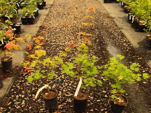 Acer shirasawanum autumn - shirasawanum, 'autumn