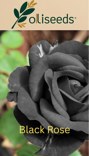 Black rose seeds dark red - black,