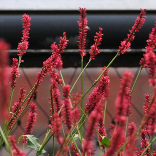 Bistorta amplexicaulis