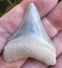 Bone Valley Megalodon Shark