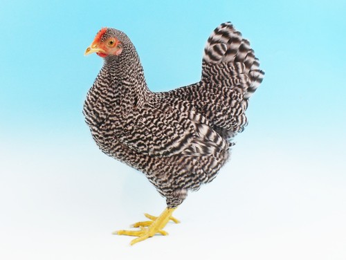 Suffolk chequer eggs - 12,