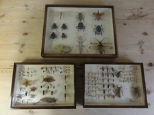 3X Vintage Collection of Collectible Beetle Insect Specimens In Display Case