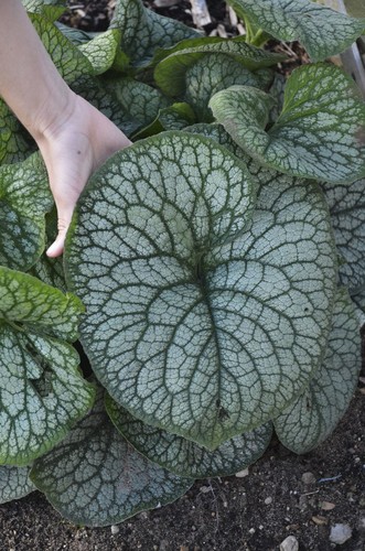 Brunnera jack diamonds - brunnera,