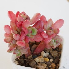 Pachyphytum Teddy Bear