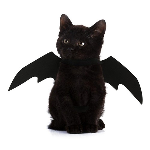 Halloween dog dress - halloween, bat