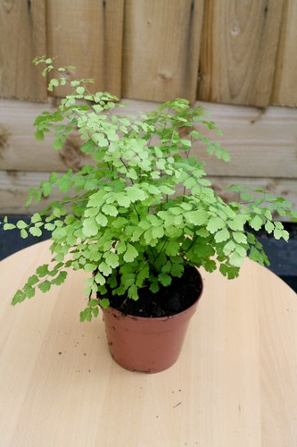 Adiantum raddianum fragrans - adiantum,
