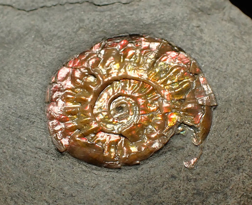 Juvenile iridescent caloceras - iridescent,
