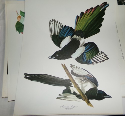 1964 the audubon - the, folio