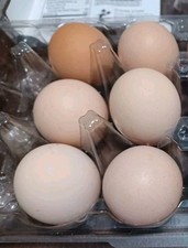 6 BRAHMA Chicken Hatching Eggs