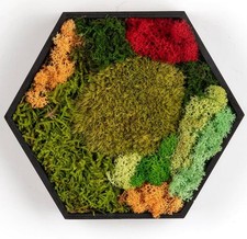 Preserved Colored Real Moss