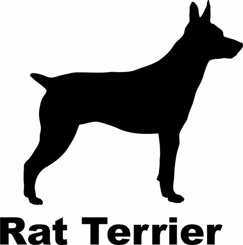 Rat terrier - rat,