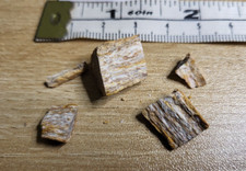 Dinosaur bones Kem Kem fm