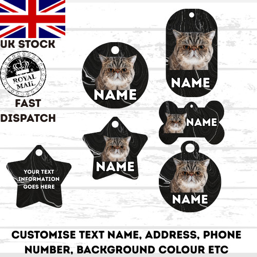 Exotic shorthair cat pet - exotic,