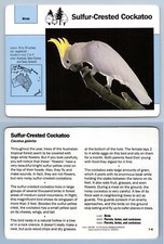 Sulfur-Crested Cockatoo #7.8 -