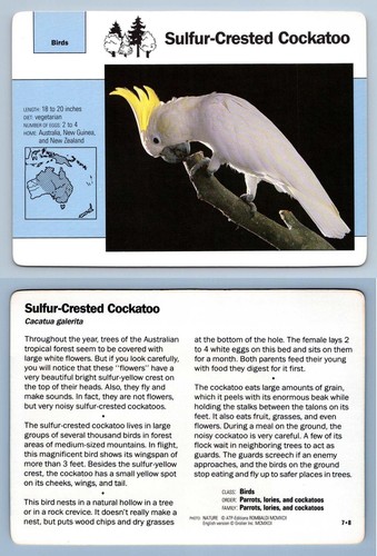 Sulfur crested cockatoo - cockatoo,