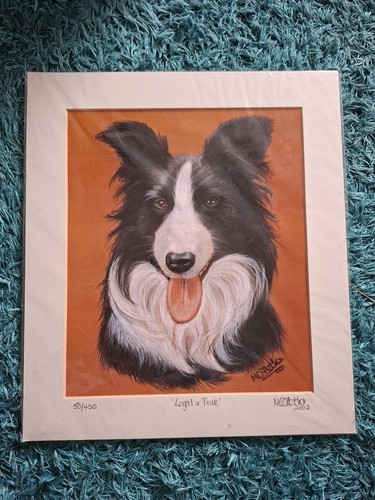 Border collie loyal true - collie, true'