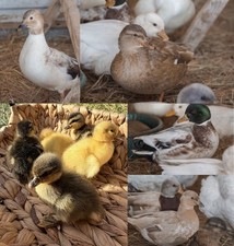 Call Duck Hatching eggs (Half