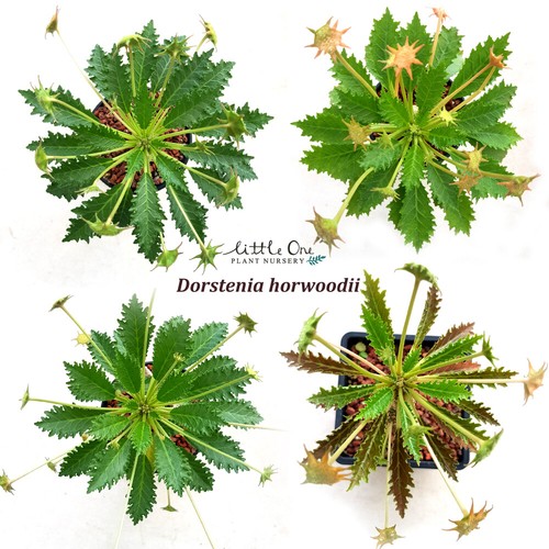 Dorstenia horwoodii seeds for - seeds,