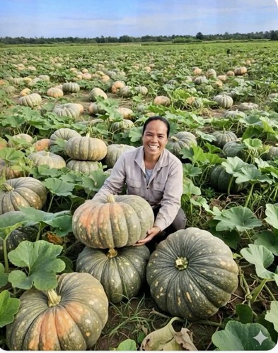 Tasty vietnam giant sweet - tasty,