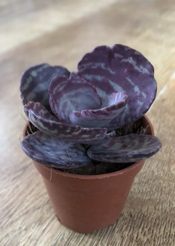 Kalanchoe humilis dessert - kalanchoe,