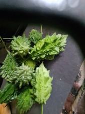 15 x Bitter Gourd kerala Seeds