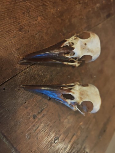 Damaged crow skulls - 2,
