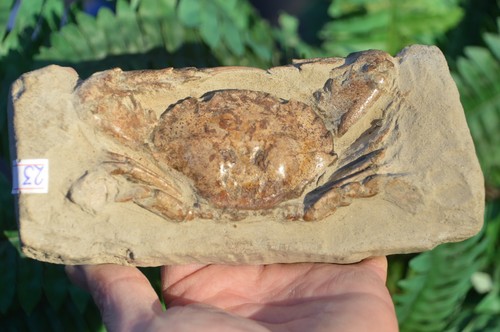 Lovely rare fossil crab - rare,
