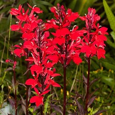 Lobelia Starship Scarlet 5