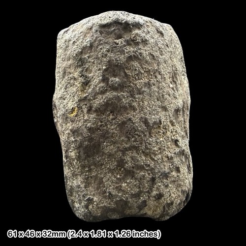Petrified wood fossil - petrified,